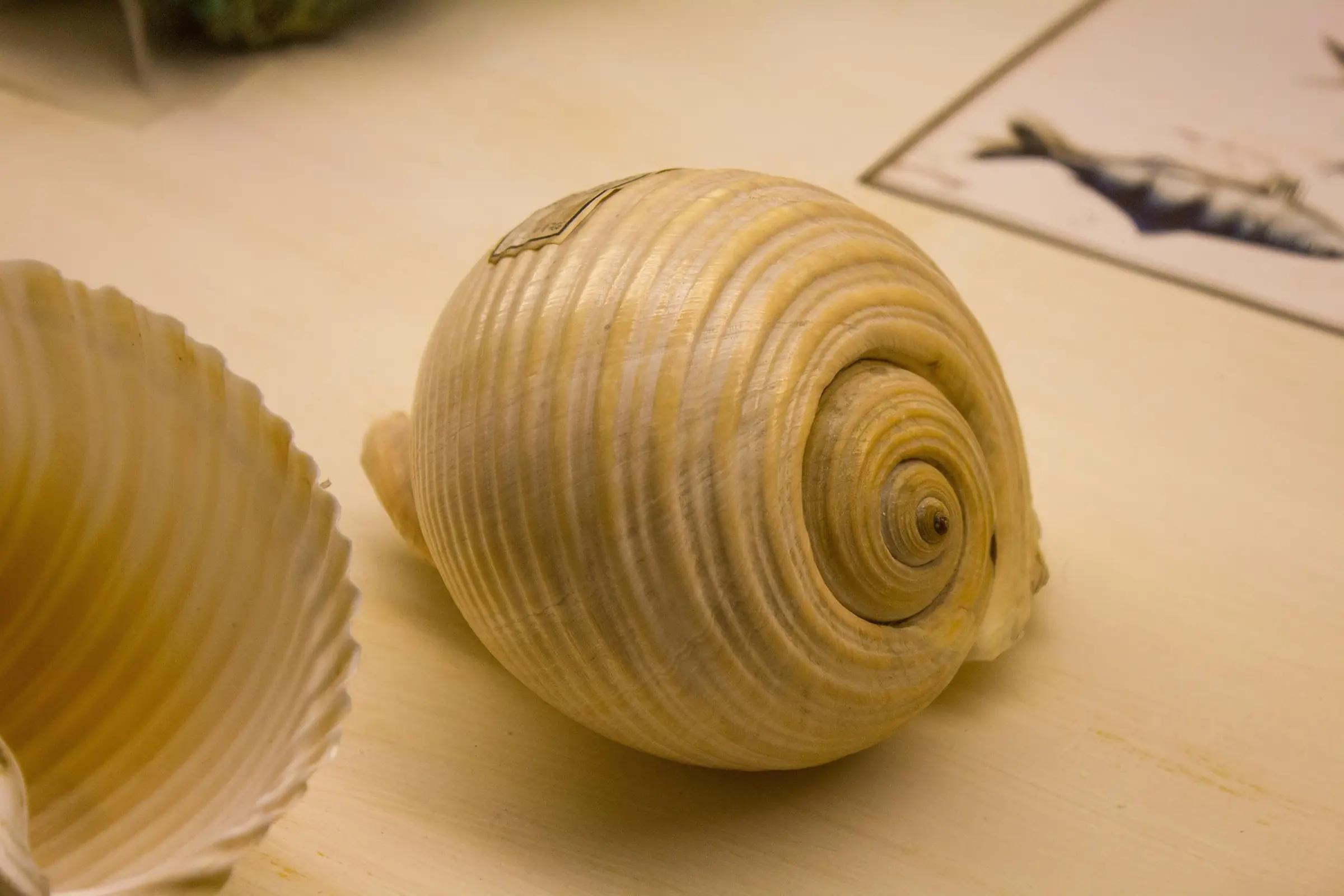 Музей раковин