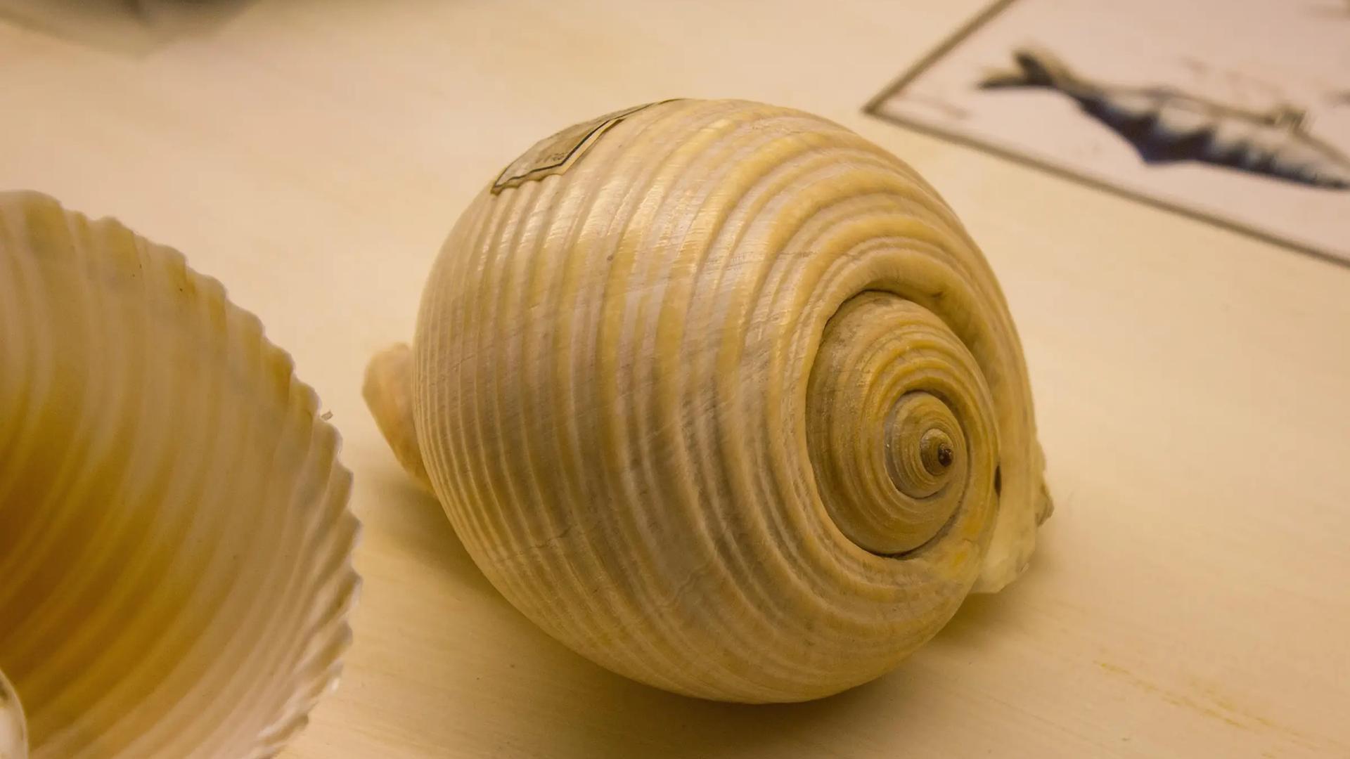 Shell Museum