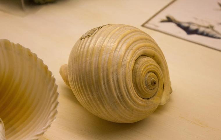 Shell Museum