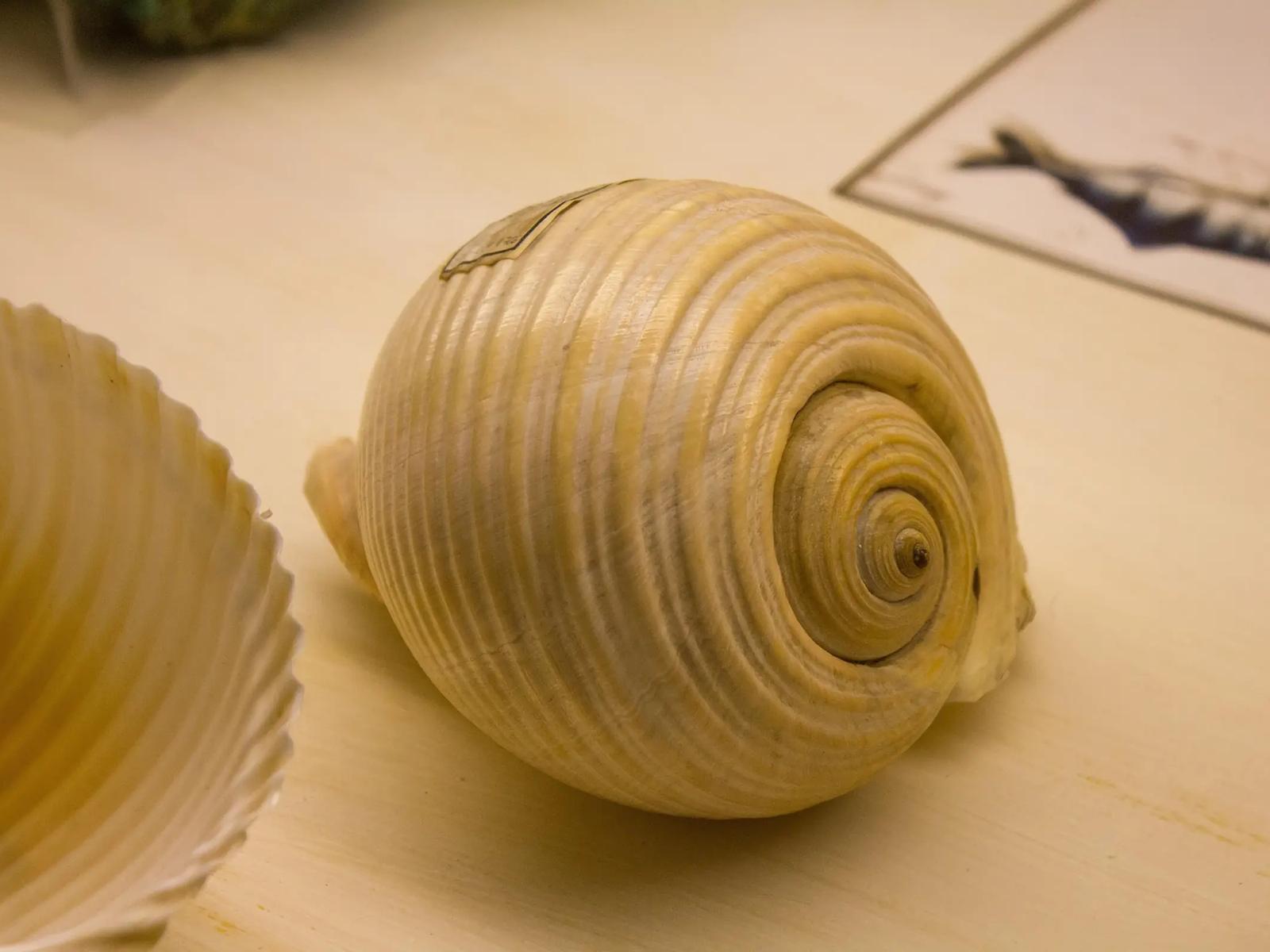 Shell Museum