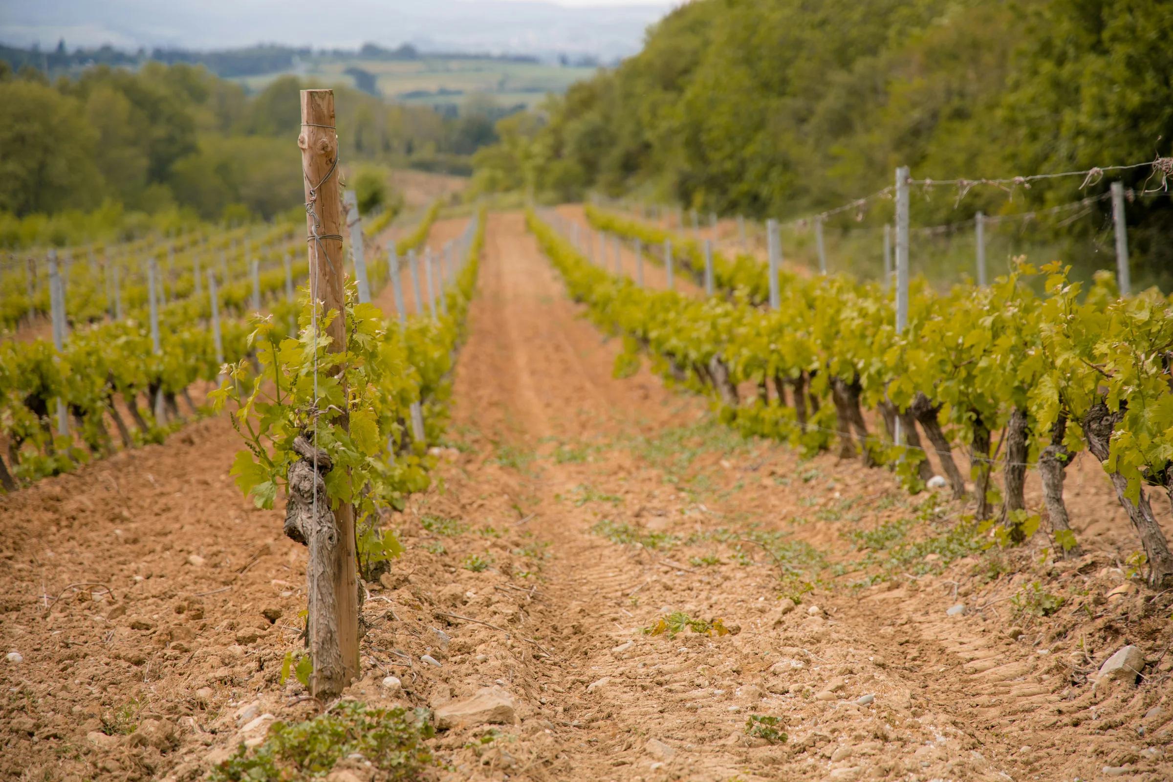 a dirt road surrounded by trees and vines