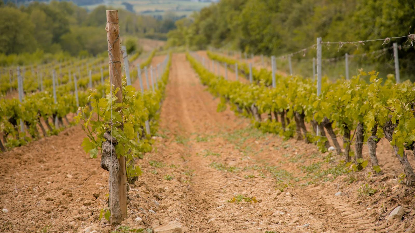 a dirt road surrounded by trees and vines