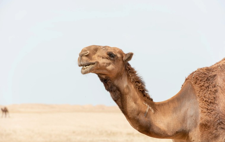 Qatar in August: weather, sea, heat and prices