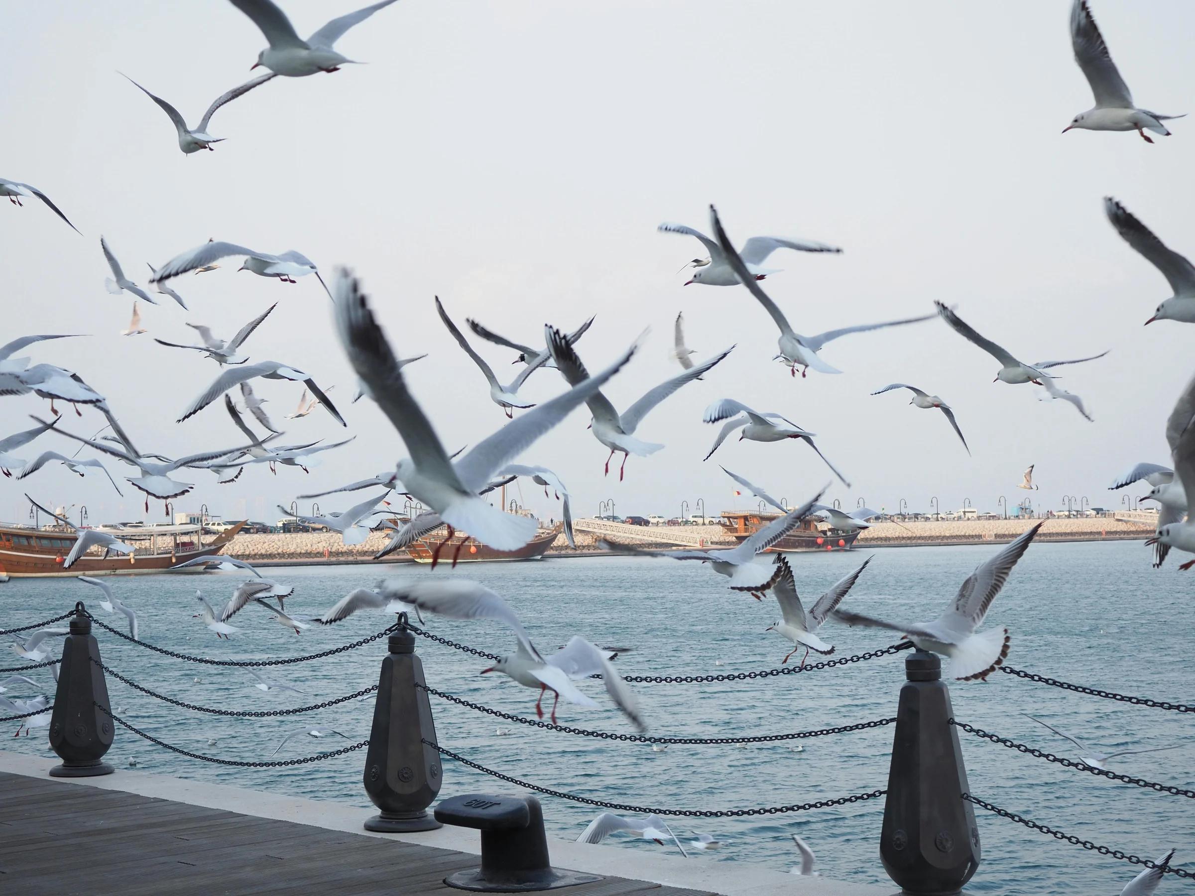 Стая чаек над набережной Дохи