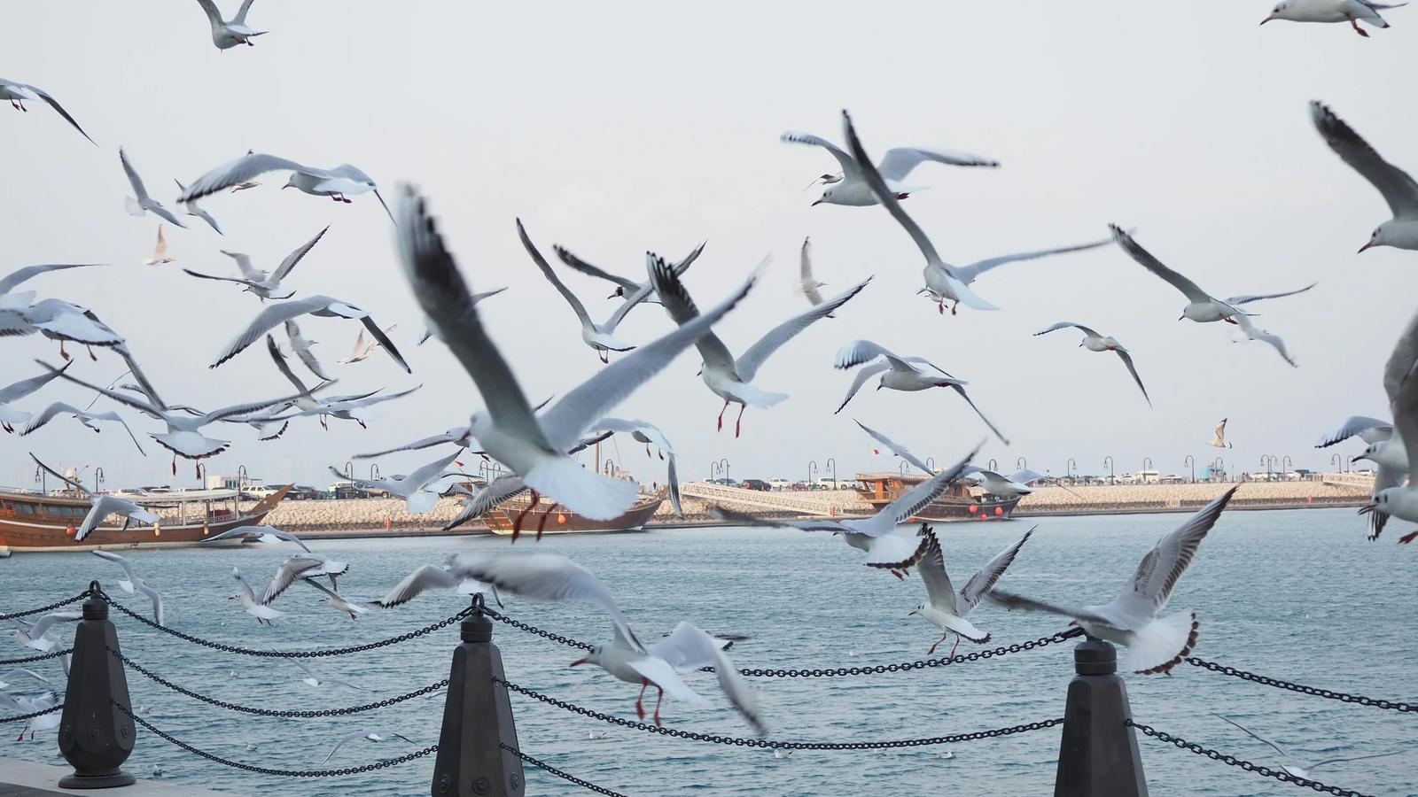 Стая чаек над набережной Дохи