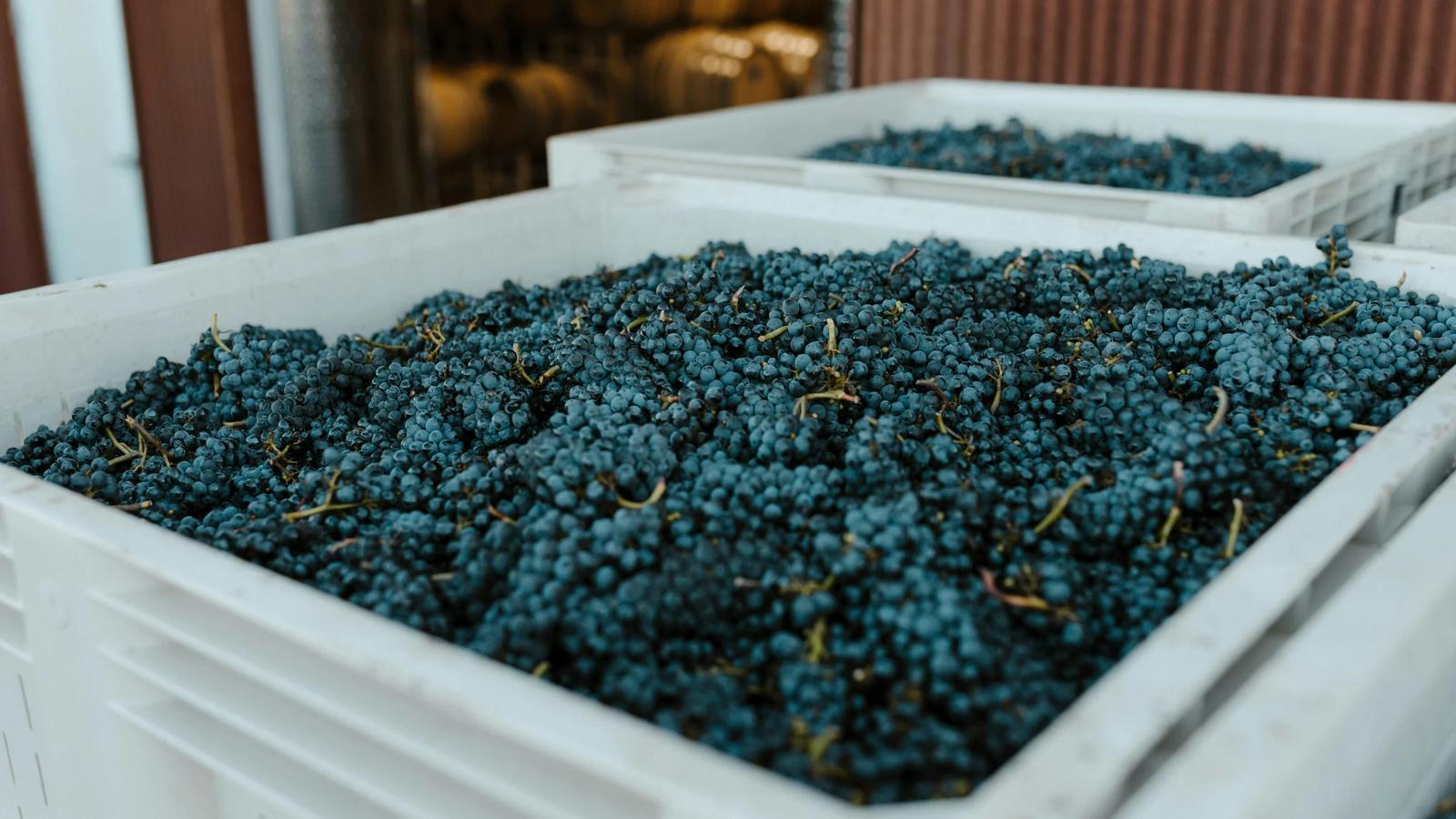 a bunch of grapes that are in some containers