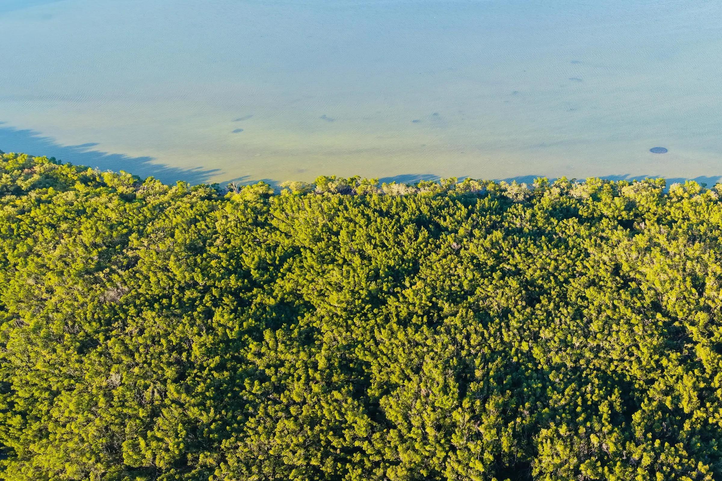 Фиолетовый остров