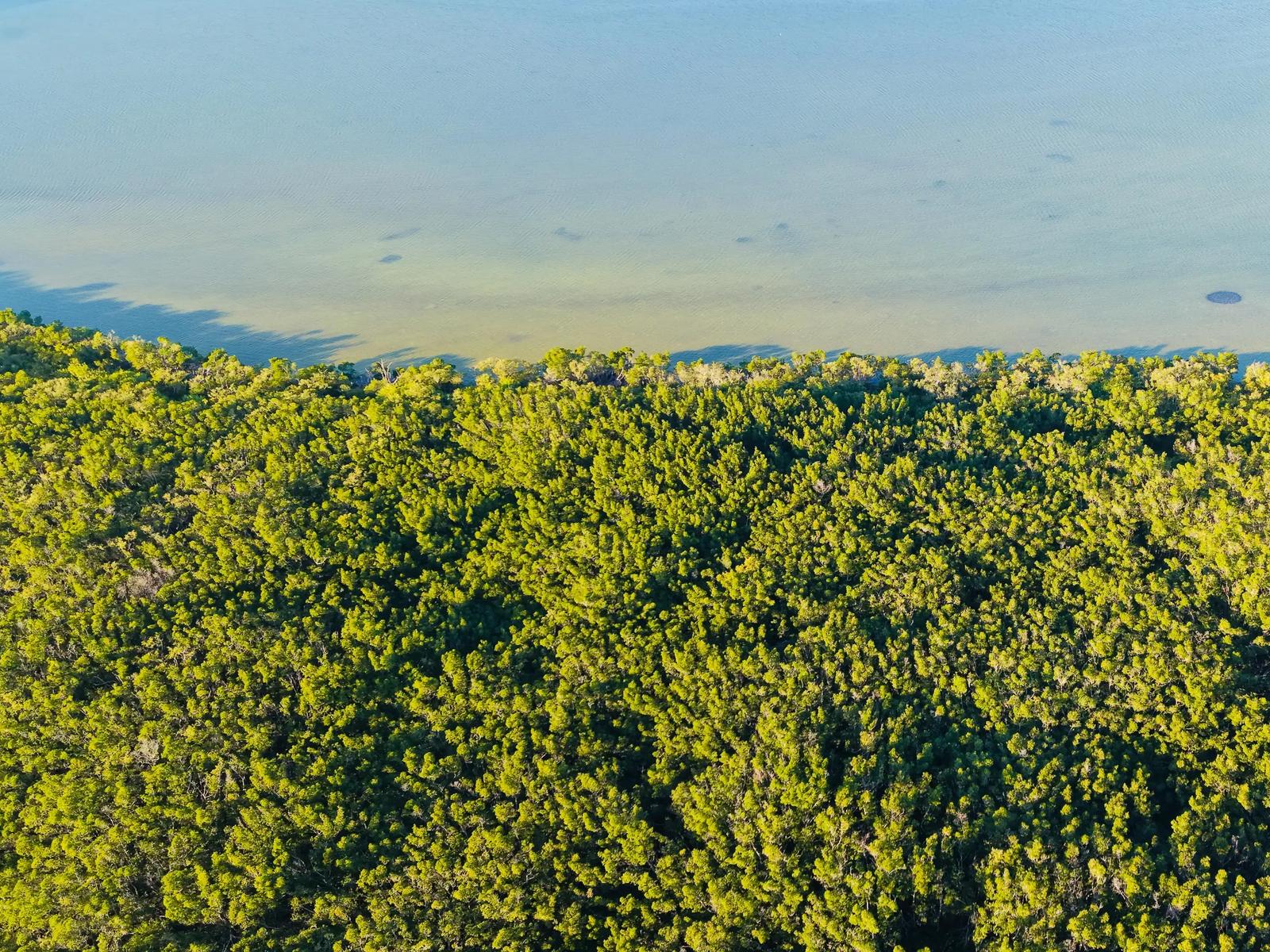 Фиолетовый остров