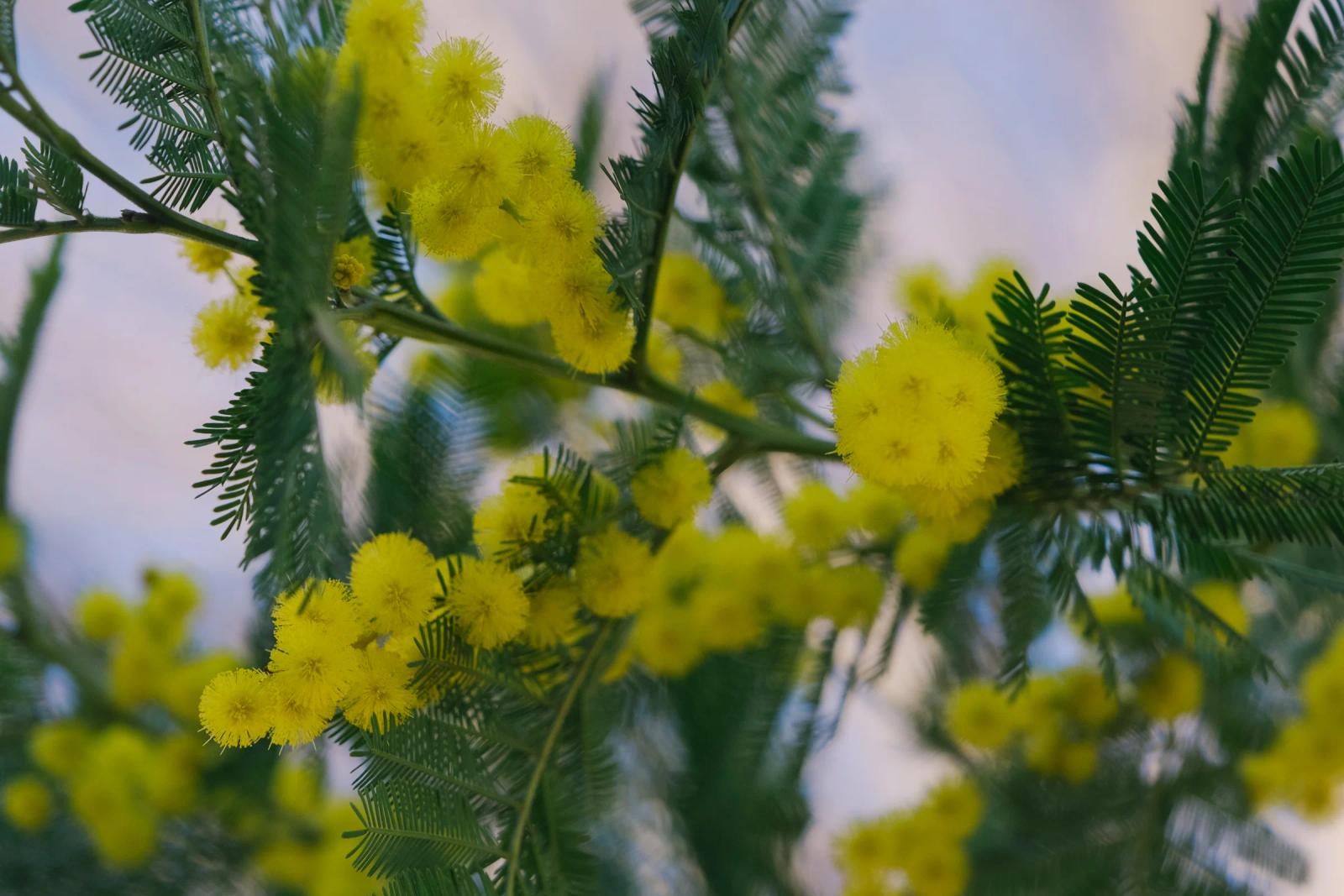 Montenegro in April: Mimosa and Magnolia Blooming Season