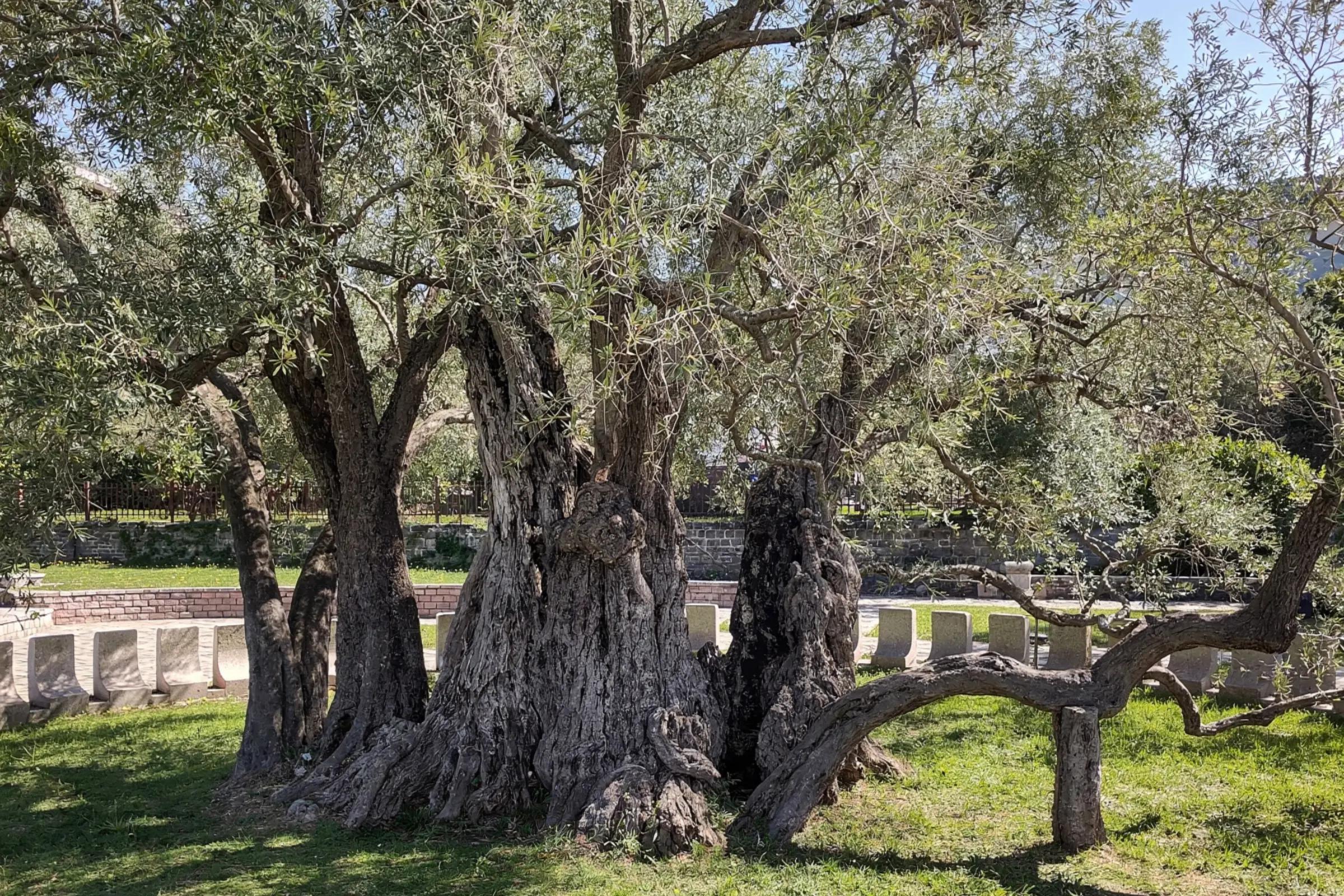 Old Olive Tree (Mirovica)