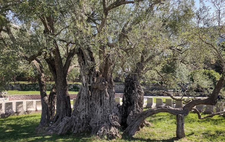 Old Olive Tree (Mirovica)