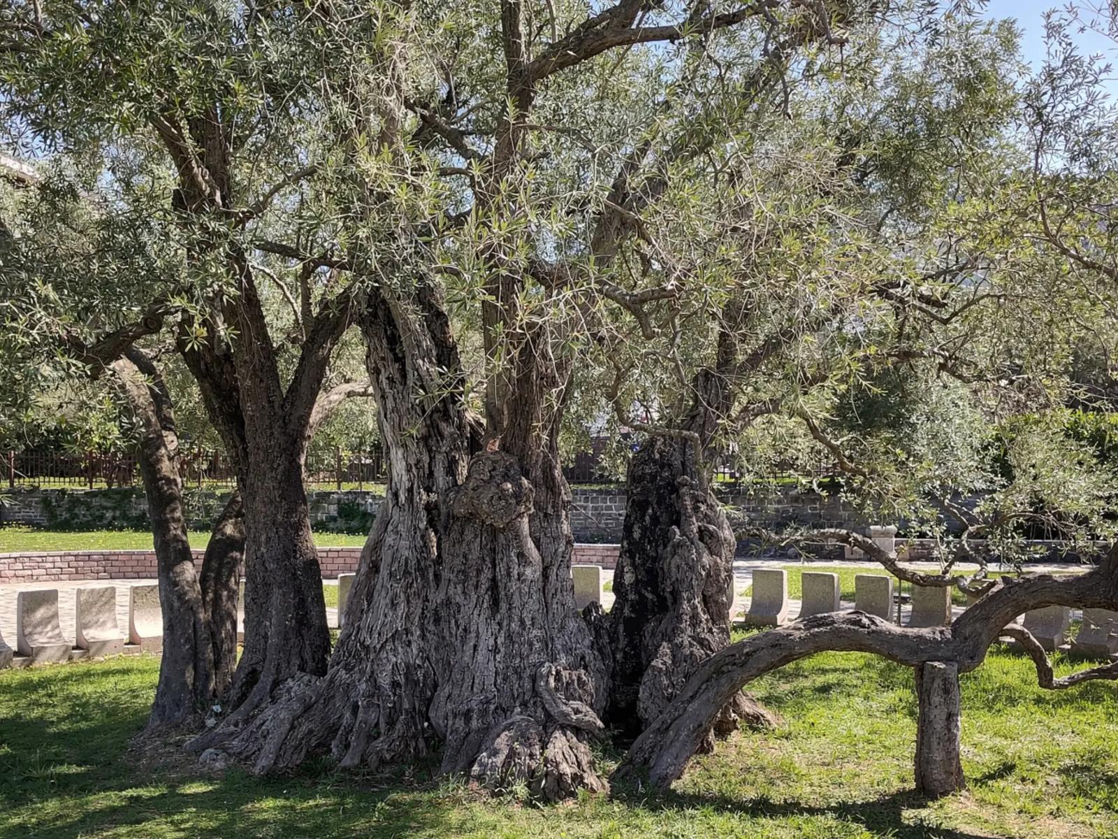 Old Olive Tree (Mirovica)