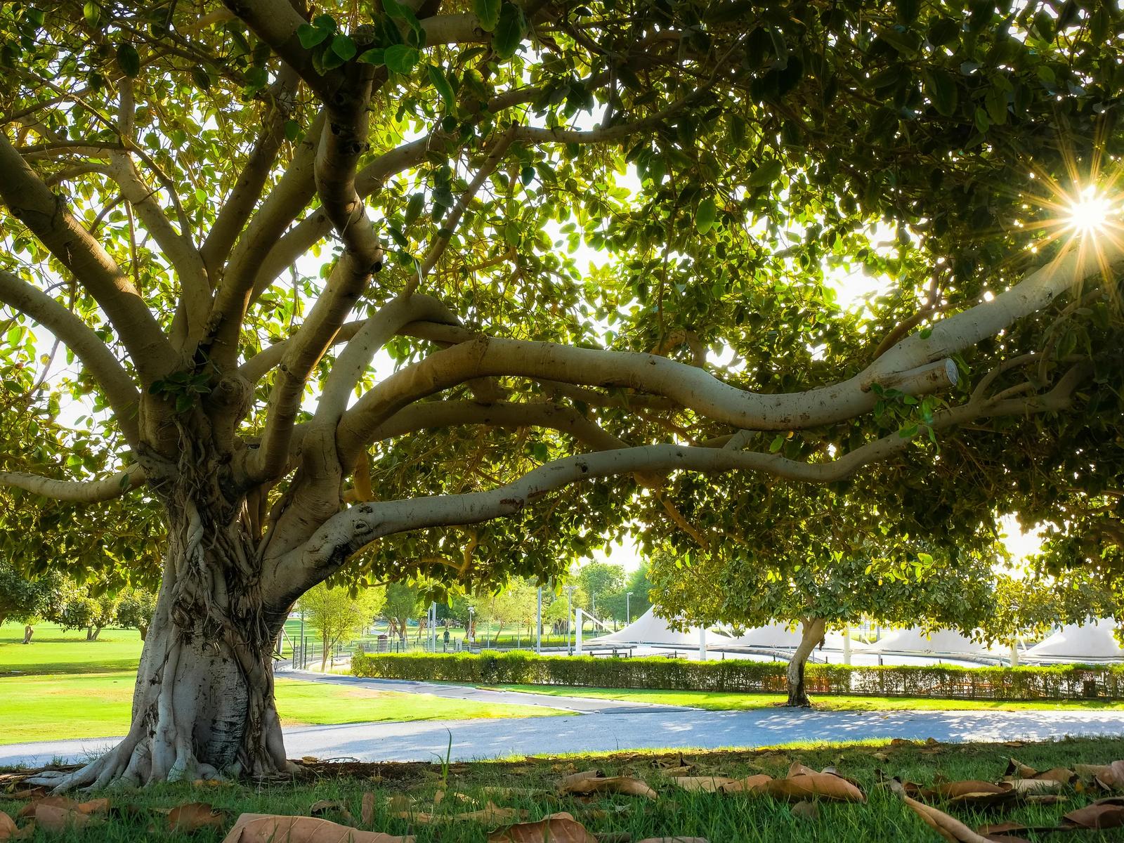 Набережная Аль-Хора