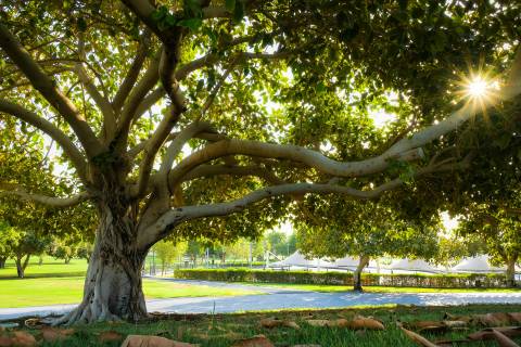Al Khor Corniche