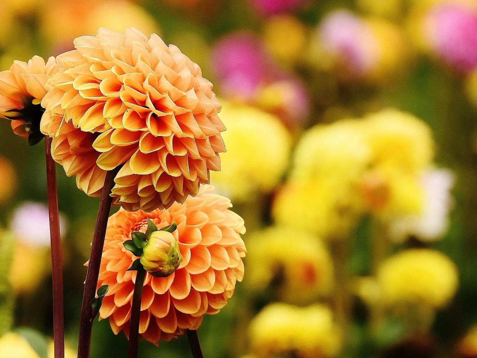 University Botanic Gardens Ljubljana