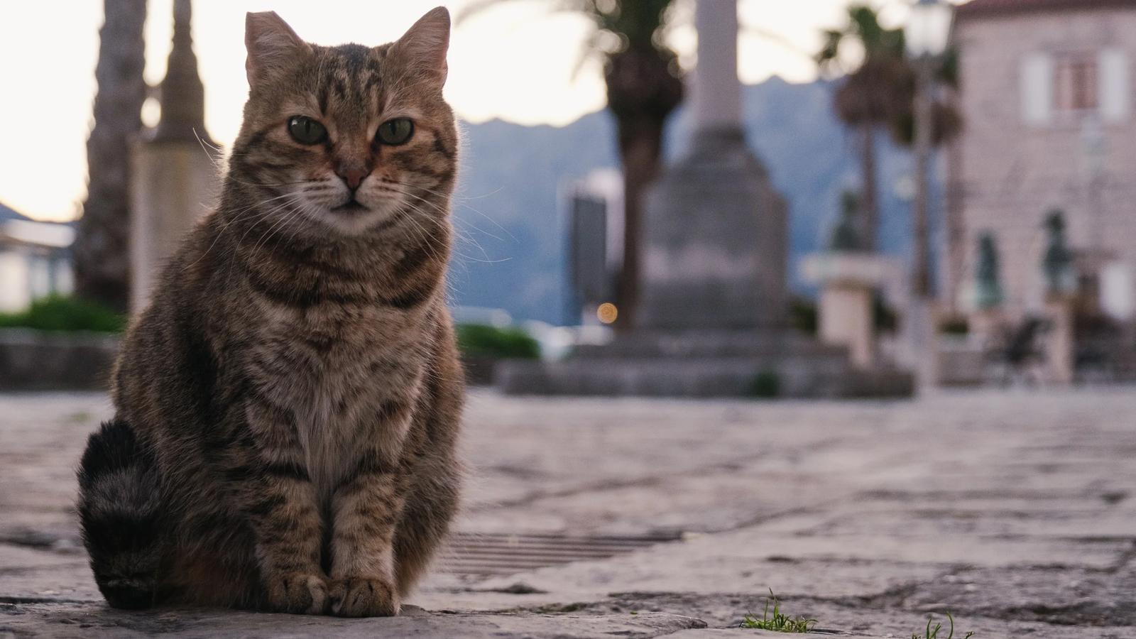 perast cat