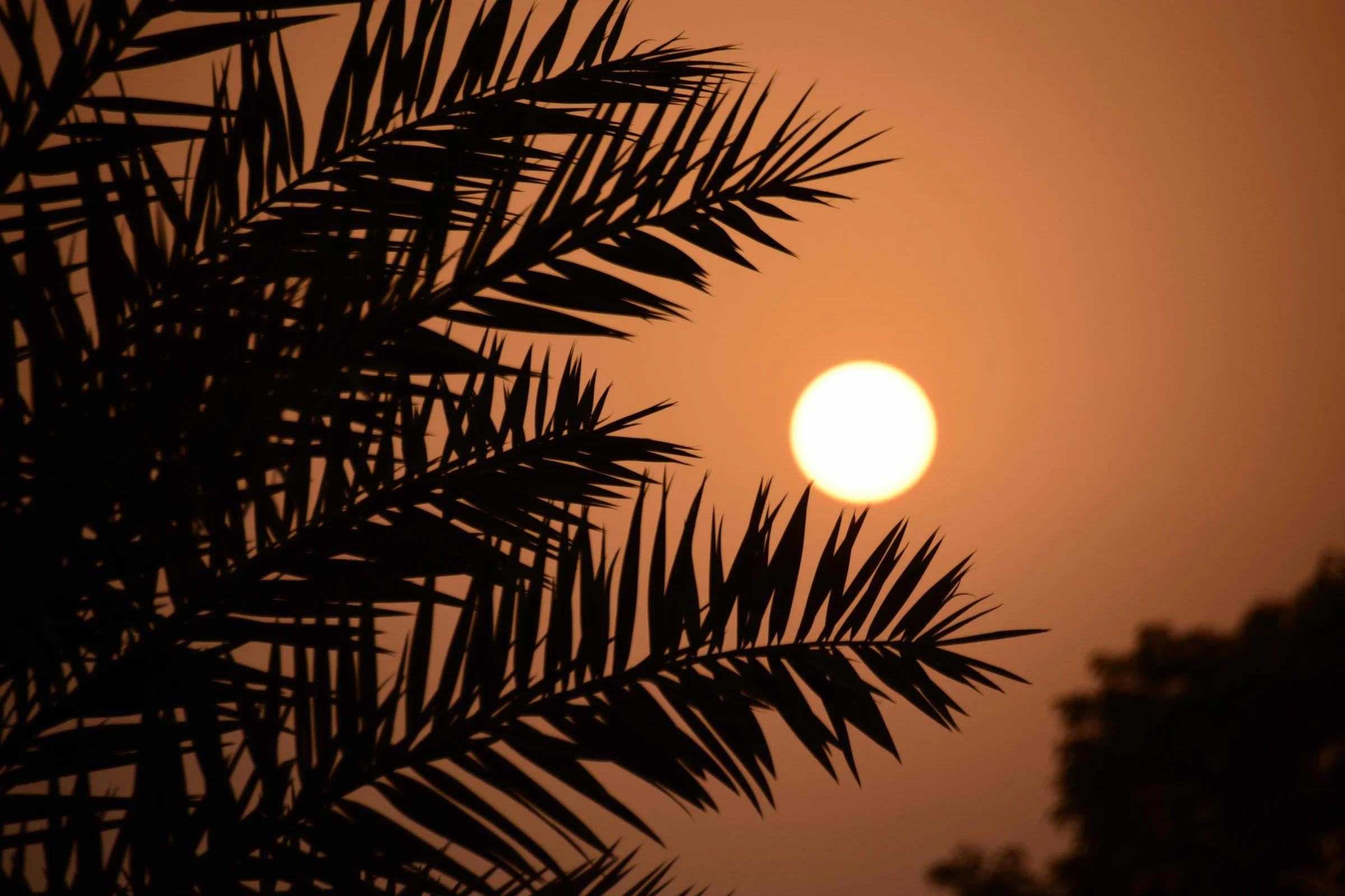 Безмятежный восход солнца в Катаре с силуэтом пальмы