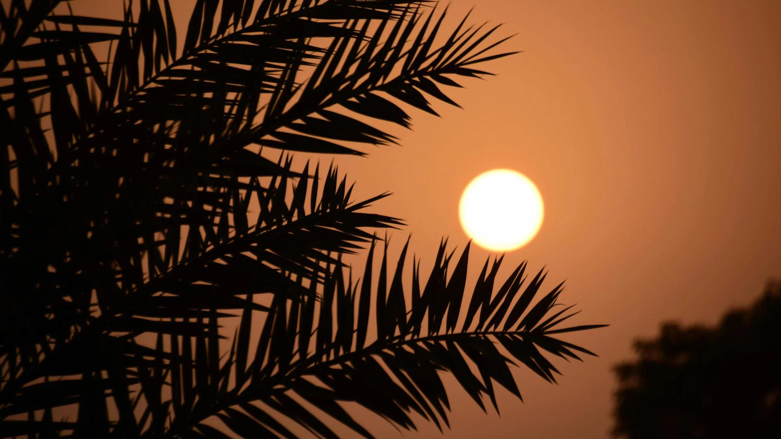 Безмятежный восход солнца в Катаре с силуэтом пальмы