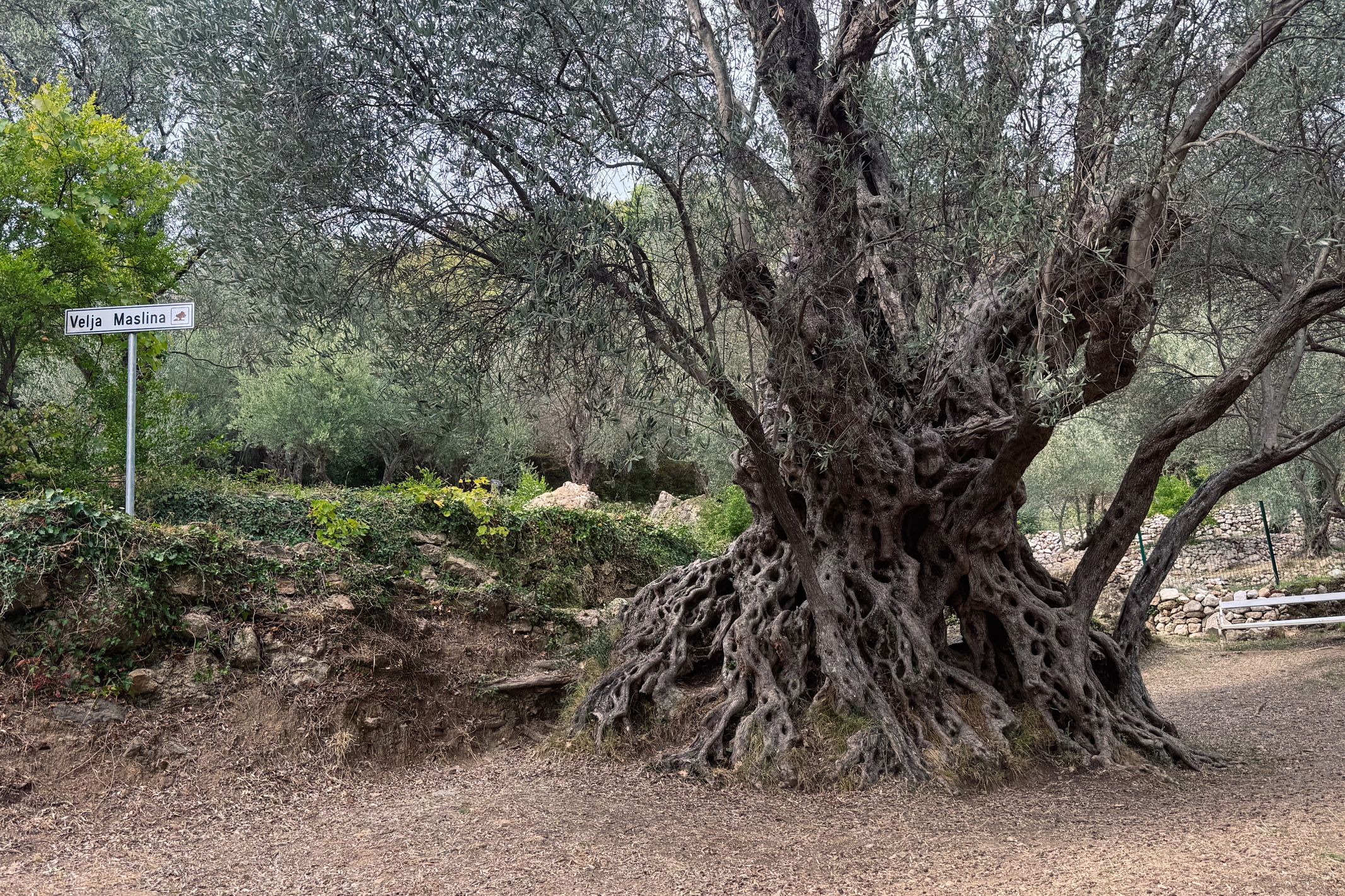 Old Olive Tree (Velja Maslina)