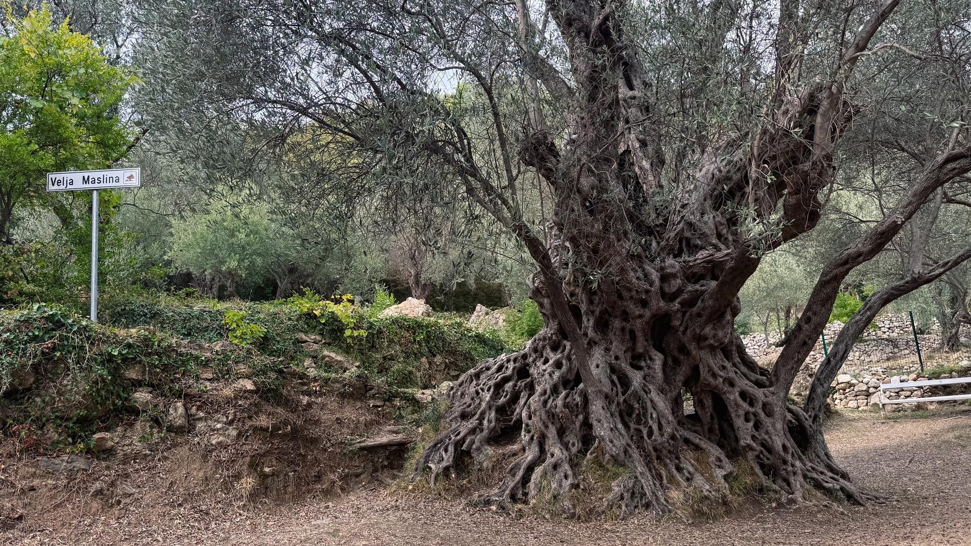 Old Olive Tree (Velja Maslina)