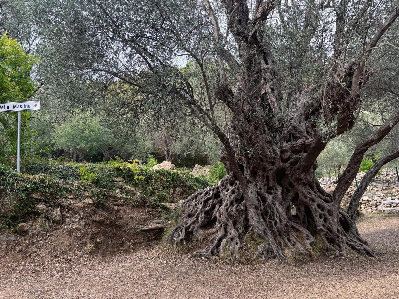 Old Olive Tree (Velja Maslina)