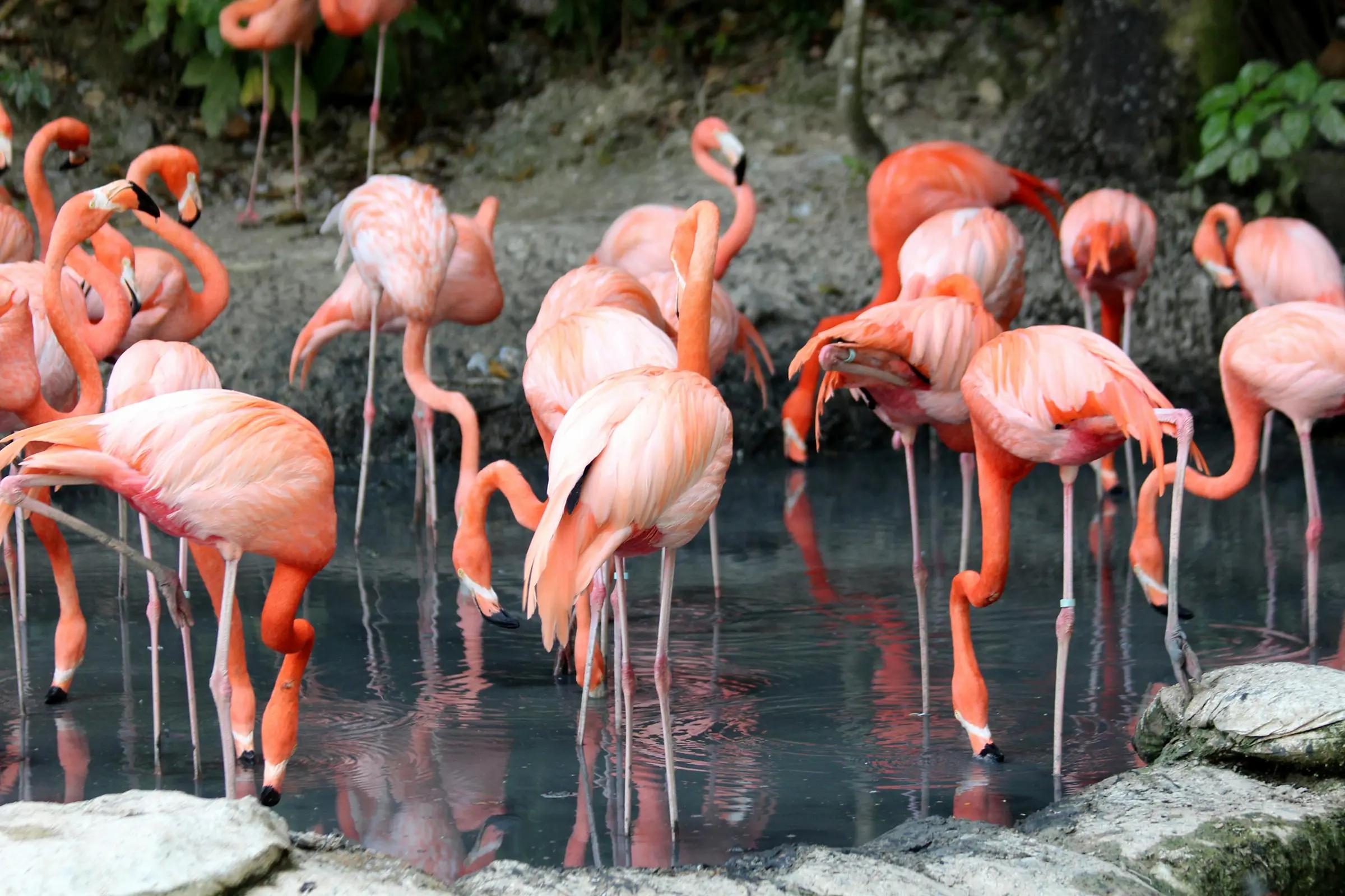 Dählhölzli Zoo