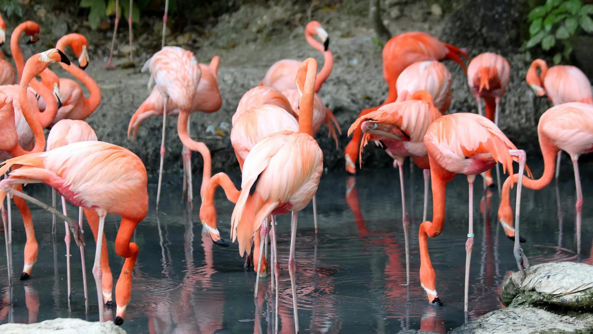 Dählhölzli Zoo