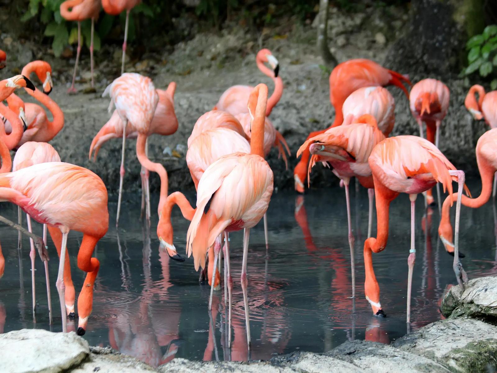 Бернский зоопарк