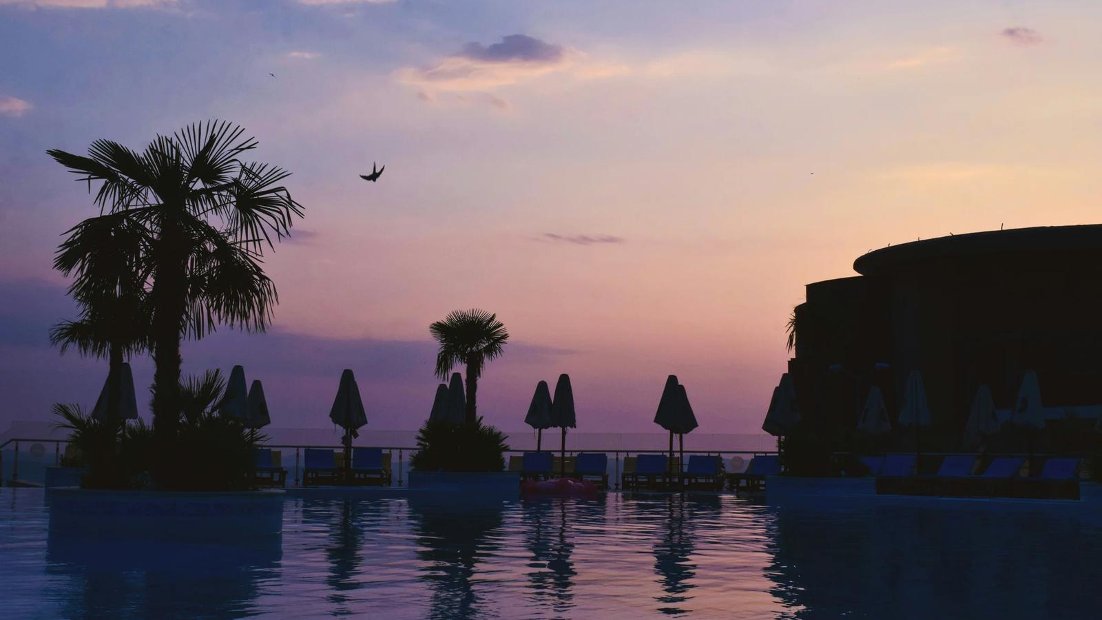 silhouette of palm trees near body of water during sunset