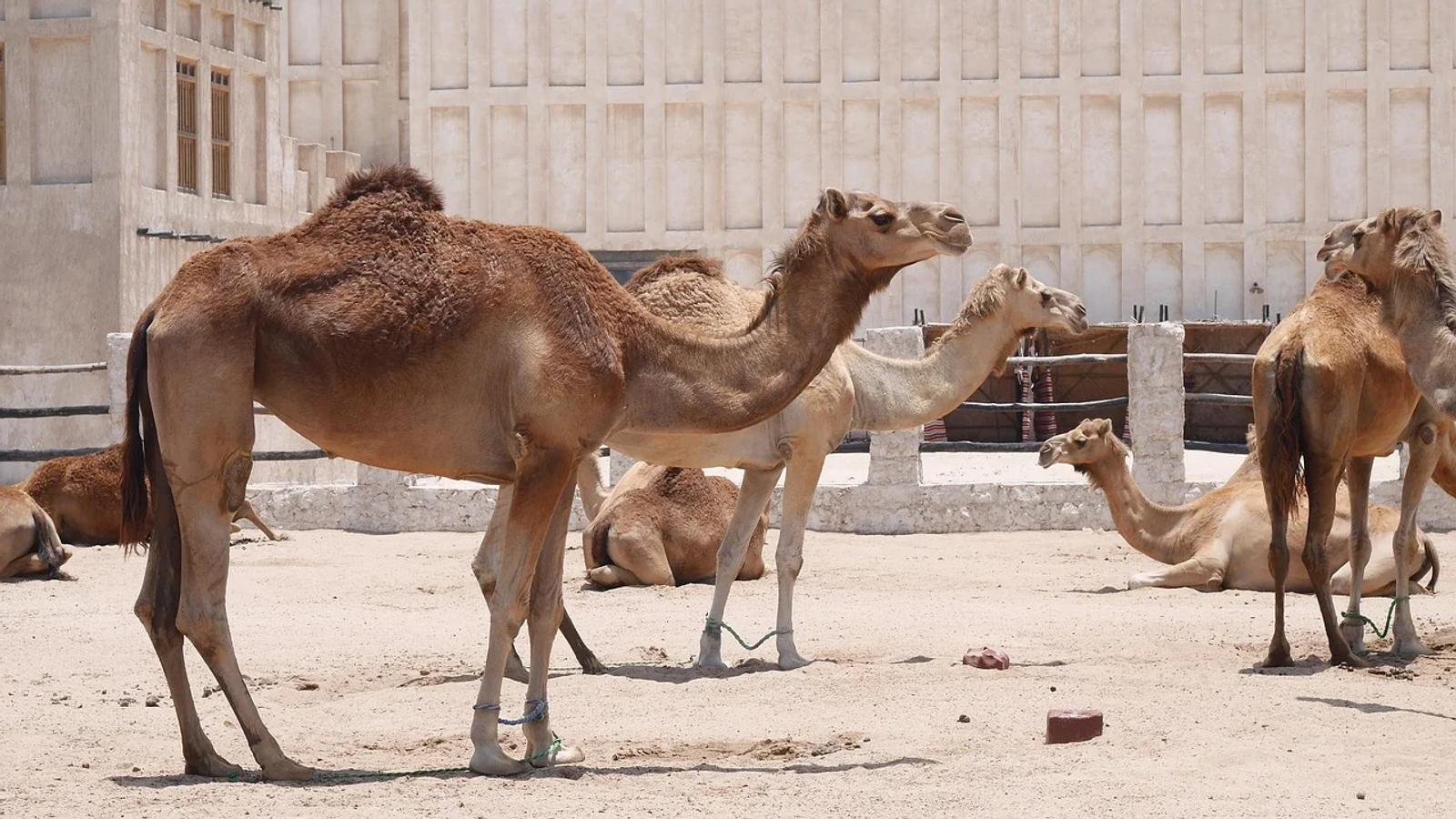 Sponsored Images iStock LIMITED DEAL: 20% off with PIXABAY20 couponView more Camel, Doha, Hot image