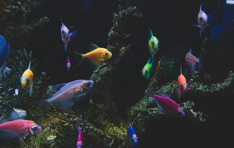 Aquarium Piran