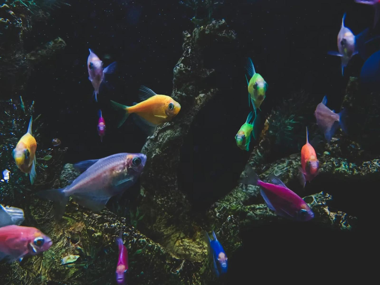 Aquarium Piran