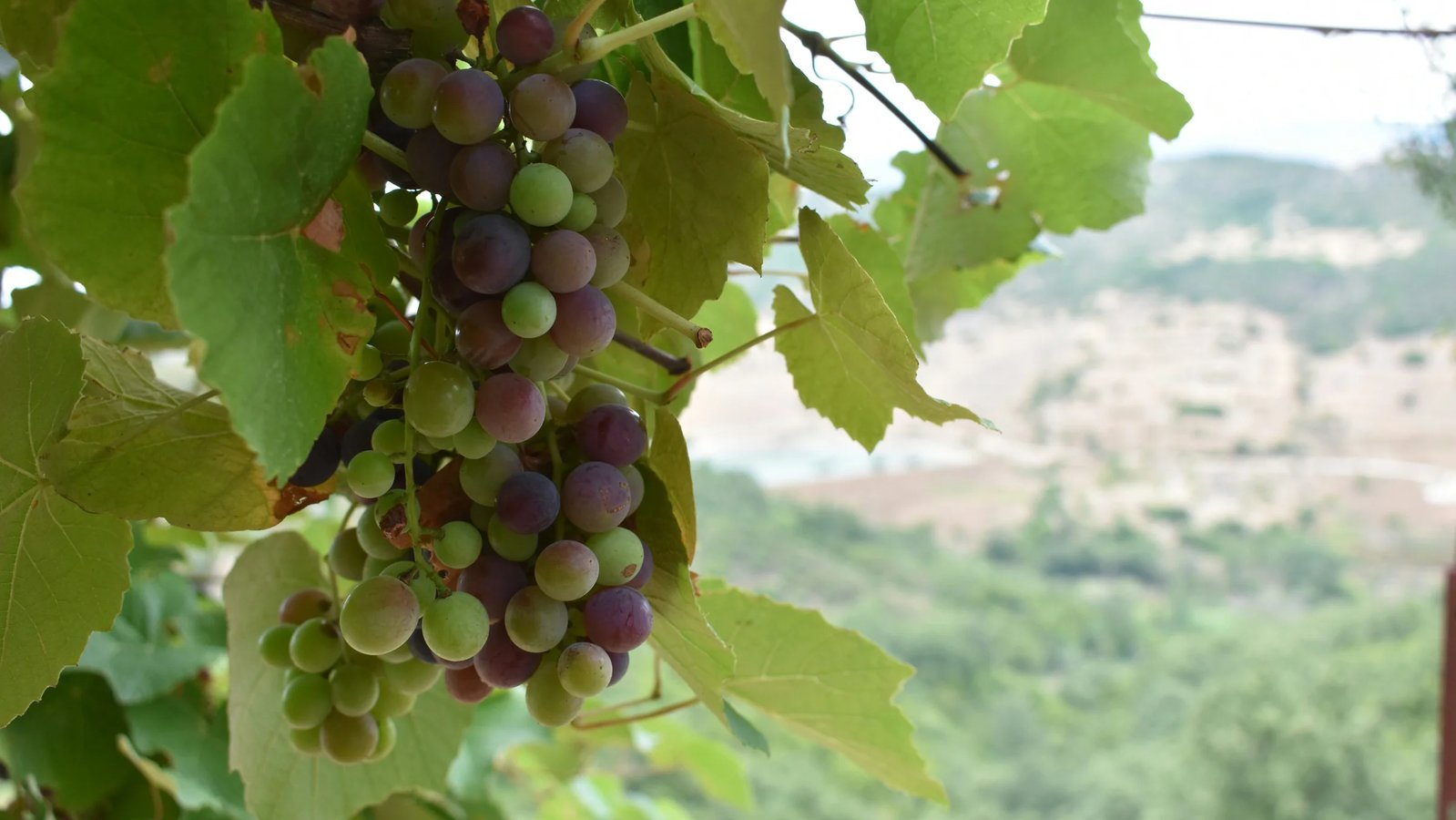 Wine Tours in Albania: Indigenous Grapes, Family Wineries & What It Actually Costs