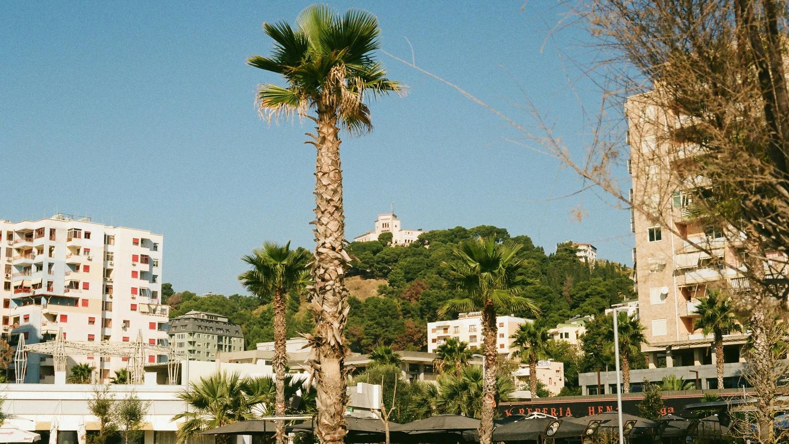 a group of people sitting on a bench next to a palm tree