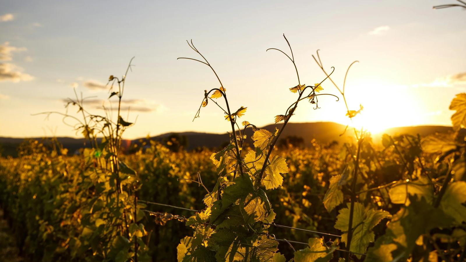 green plant under white sky during daytime