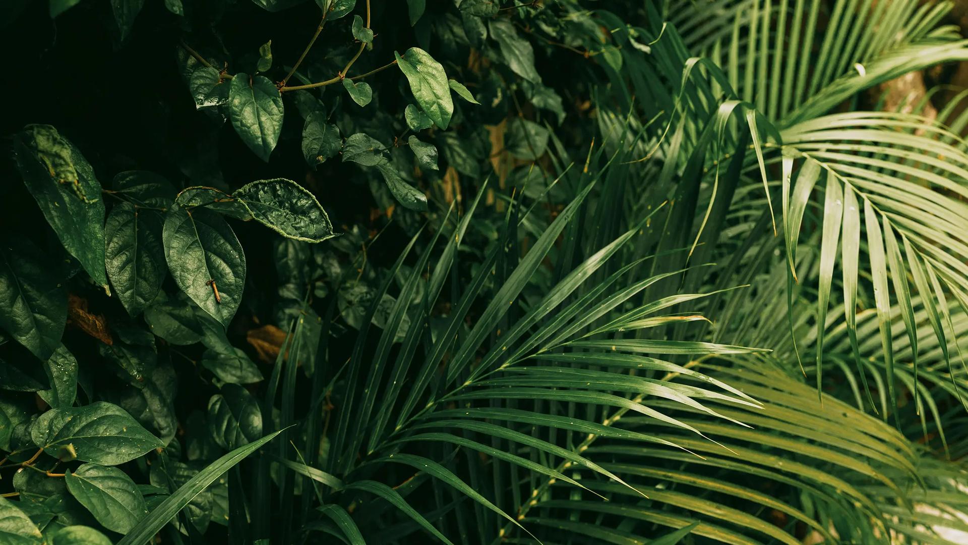 Conservatory and Botanical Garden of Geneva