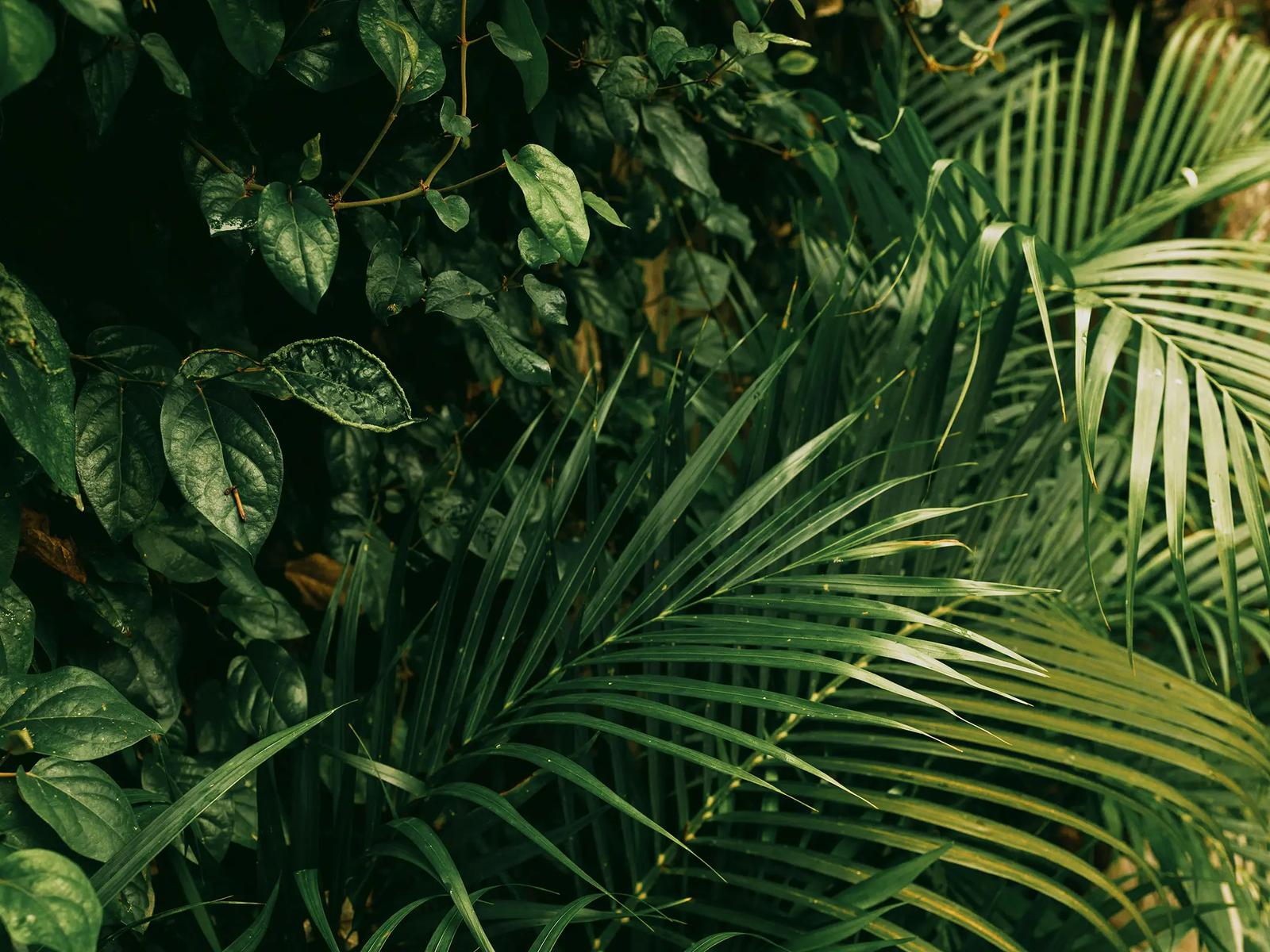 Ботанический сад Женевы