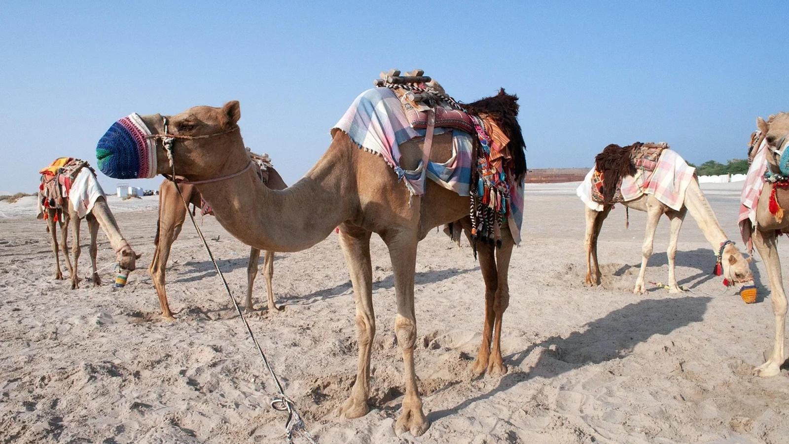 Sponsored Images iStock LIMITED DEAL: 20% off with PIXABAY20 couponView more Camel, Qatar, Desert image