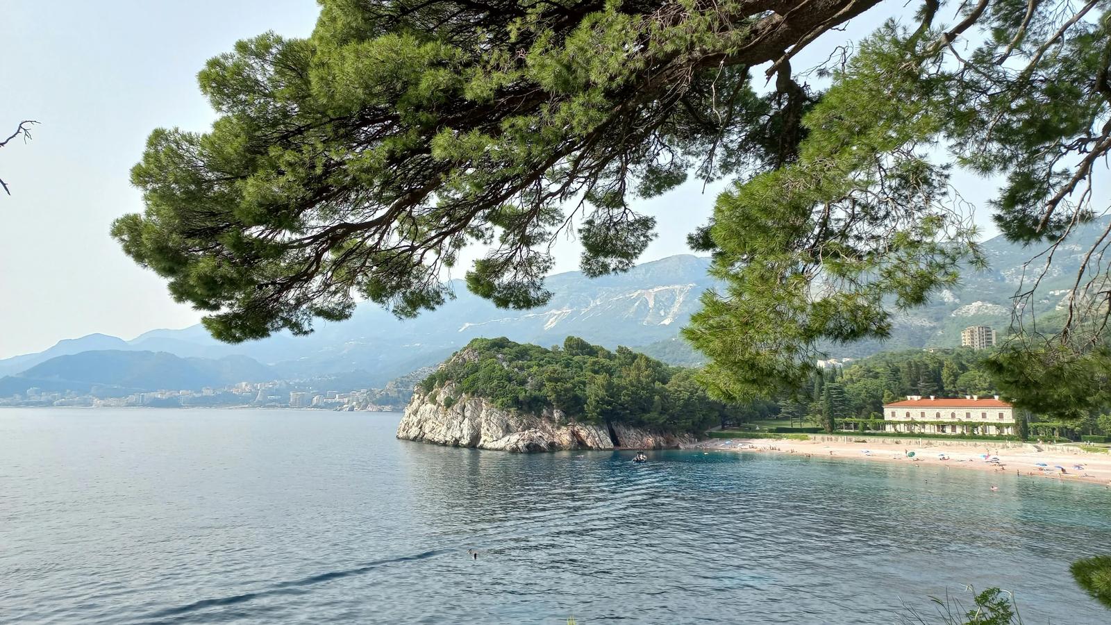 a tree over a body of water