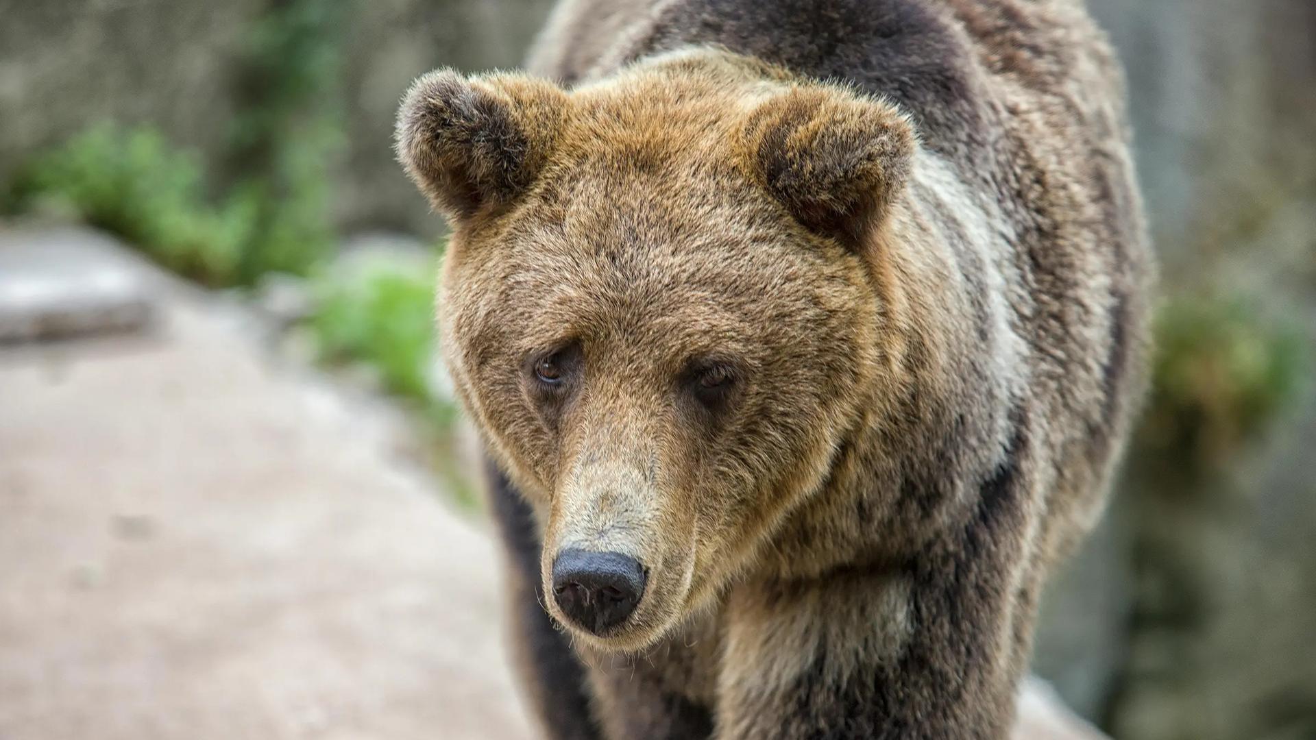 Bear Pit