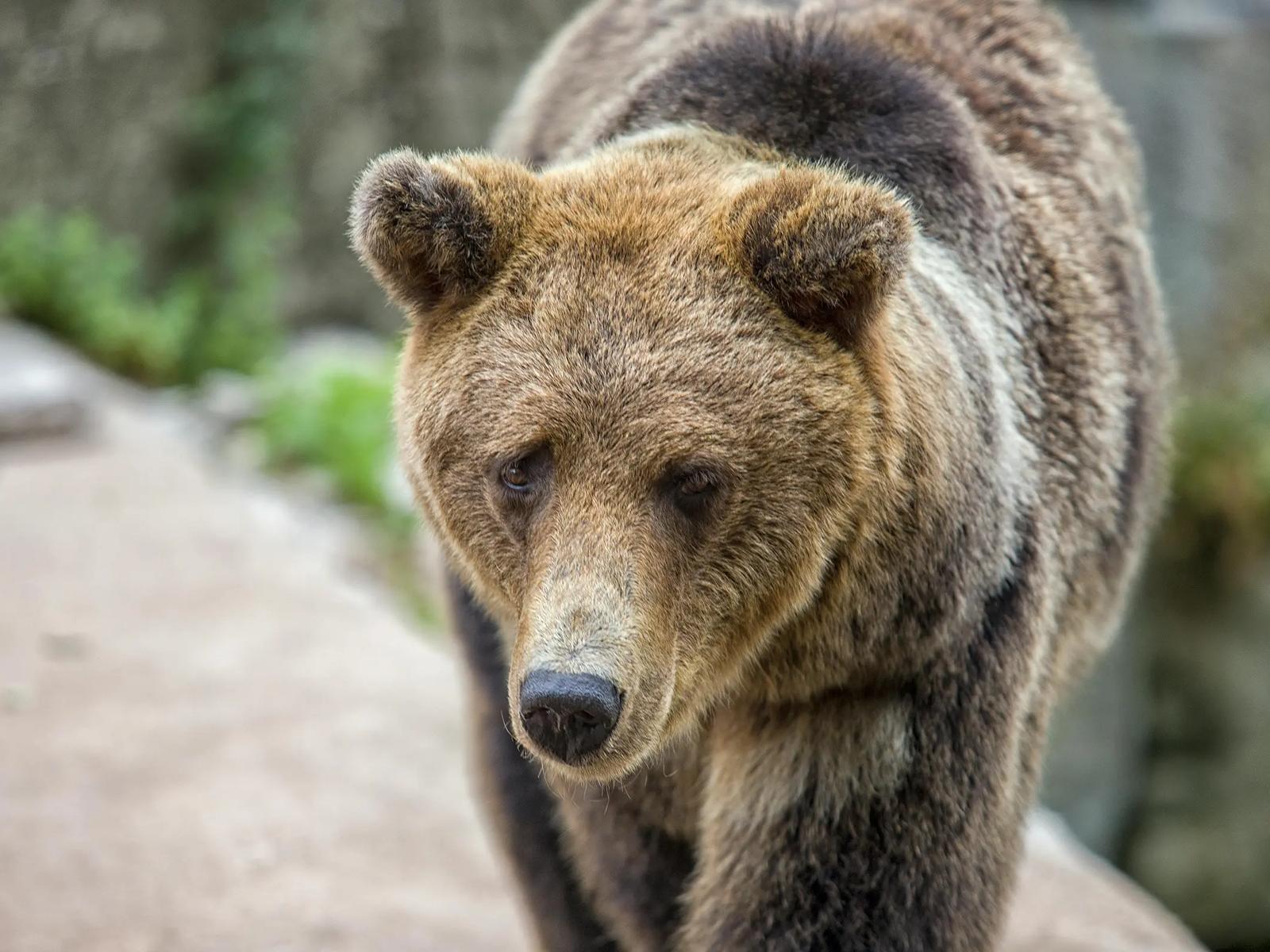 Медвежья яма