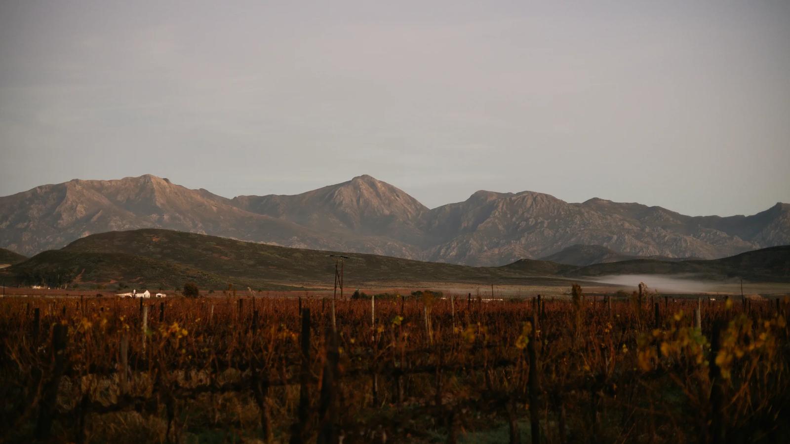 Vineyard with mountains in the hazy background.