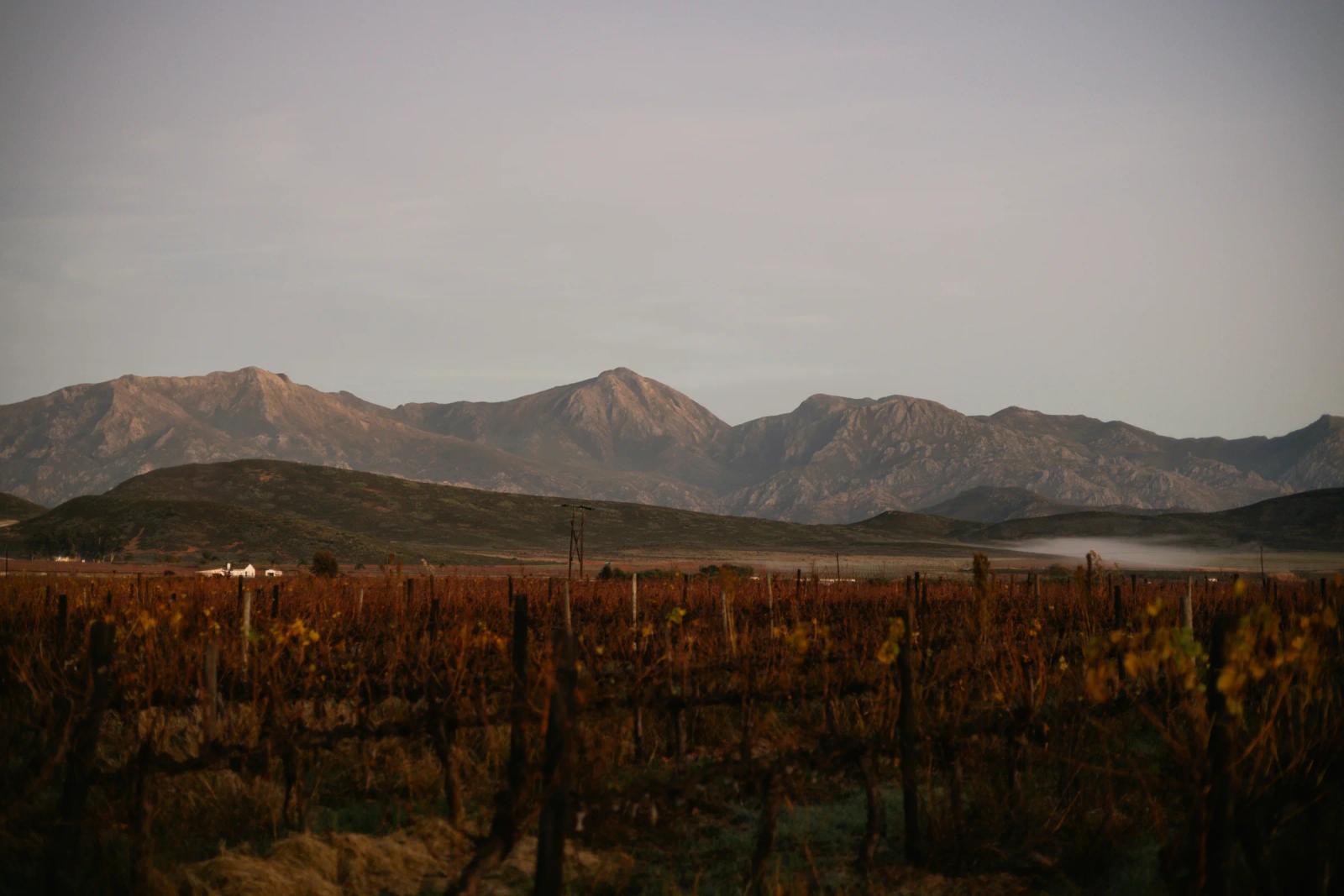 Telavi and Kakheti – Georgia's Wine Region: What to See, How to Get There, Prices