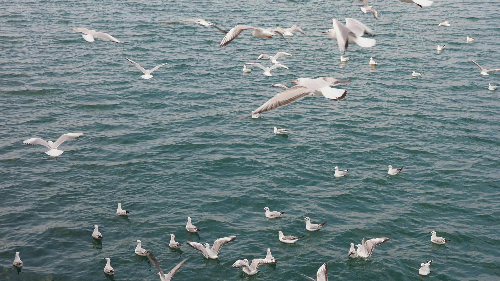 Чайки парят над синими водами Дохи
