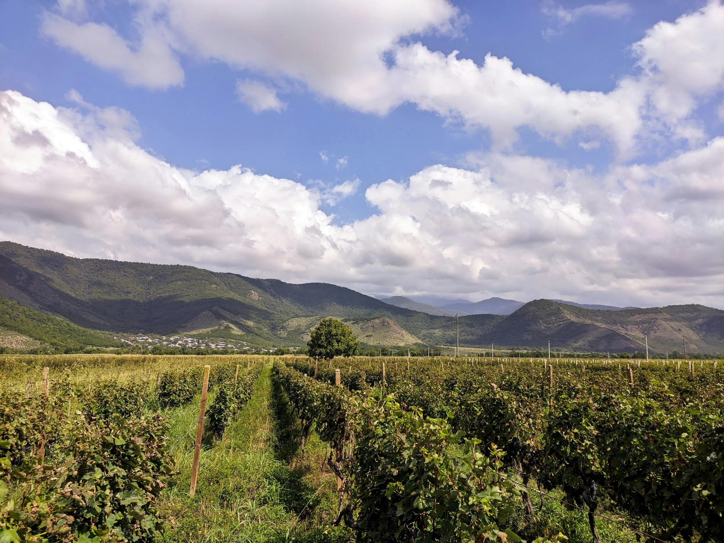 Telavi and Kakheti – Georgia's Wine Region: What to See, How to Get There, Prices