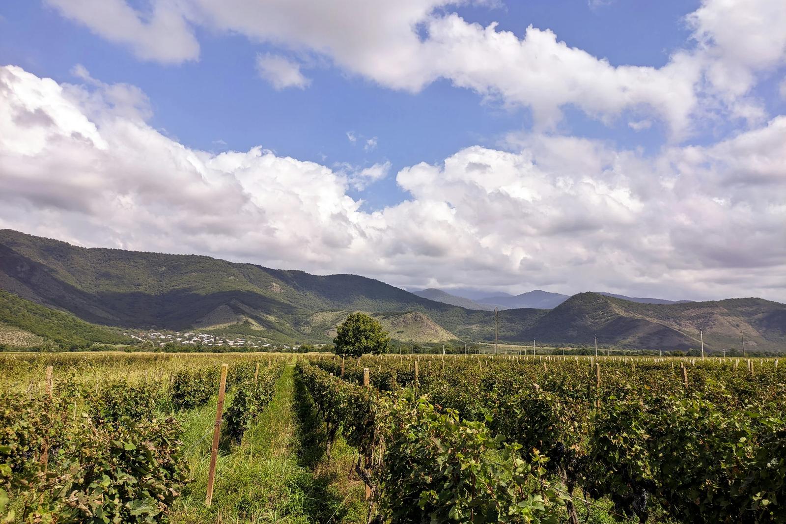 Telavi and Kakheti – Georgia's Wine Region: What to See, How to Get There, Prices