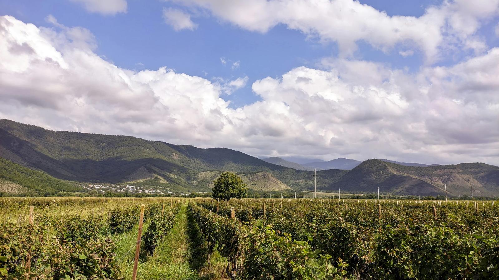 a lush green field with mountains in the background