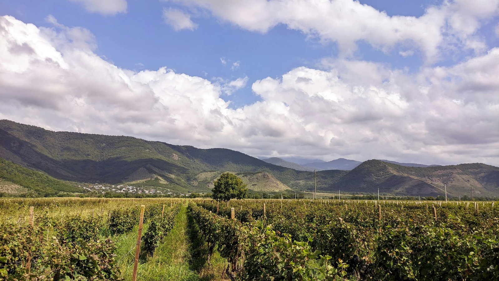 Telavi and Kakheti – Georgia's Wine Region: What to See, How to Get There, Prices