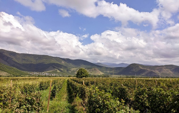 Telavi and Kakheti – Georgia's Wine Region: What to See, How to Get There, Prices