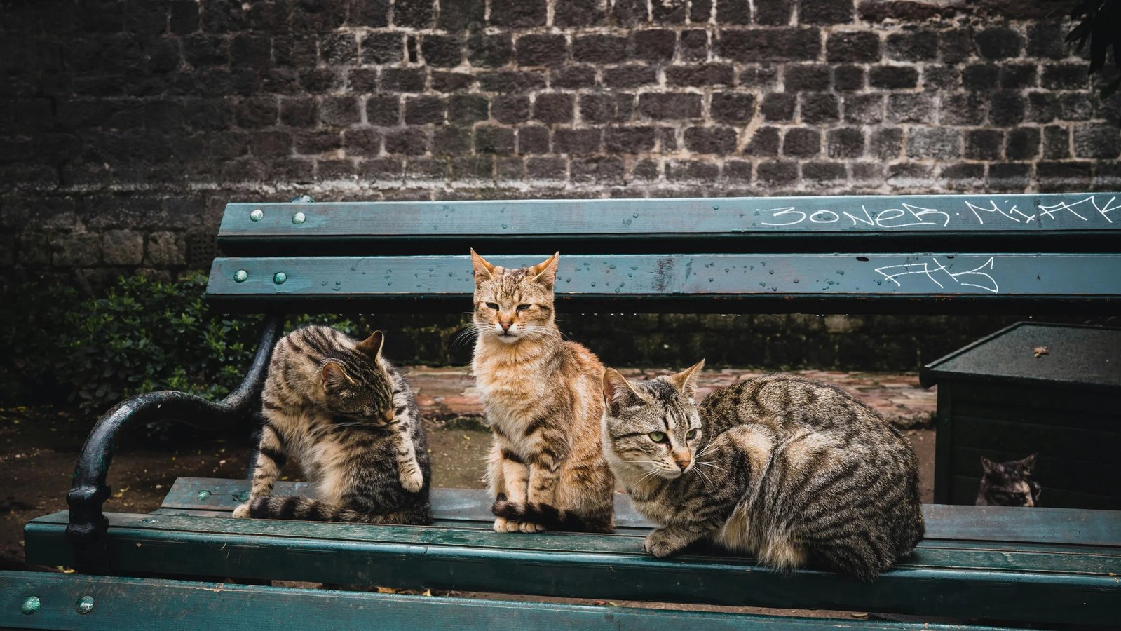 Bar, Montenegro: Ancient Ruins, 2 000-Year-Old Olives & a Working Port